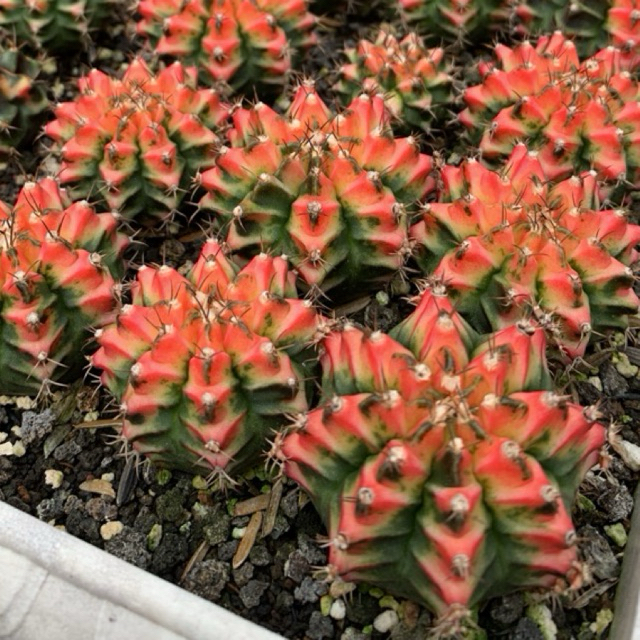 kaktus gymno multicolour varigata