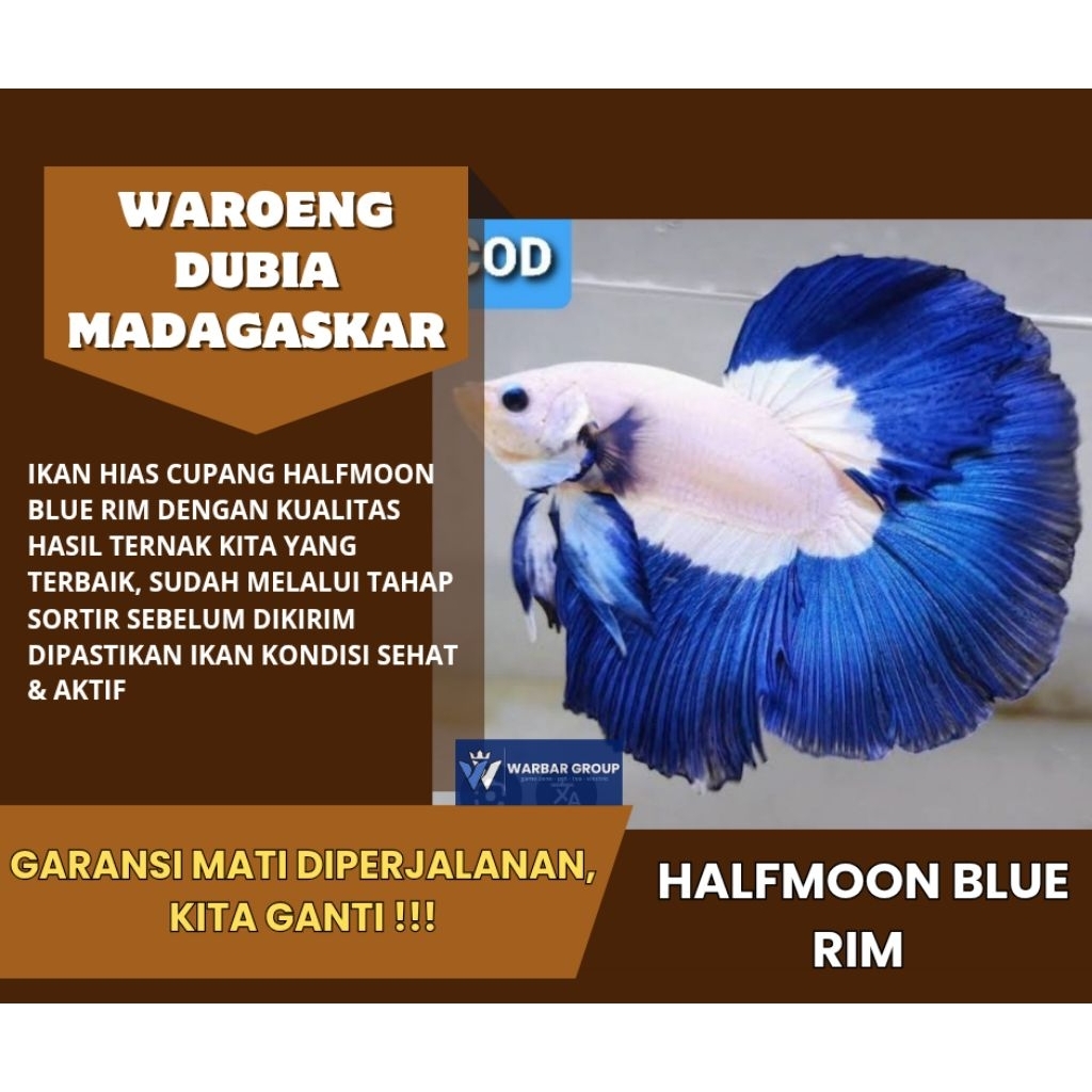 Ikan cupang halfmoon blue rim KUALITAS GRADE A ( GARANSI )