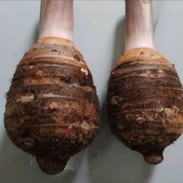 Talas bogor mentah 1kg