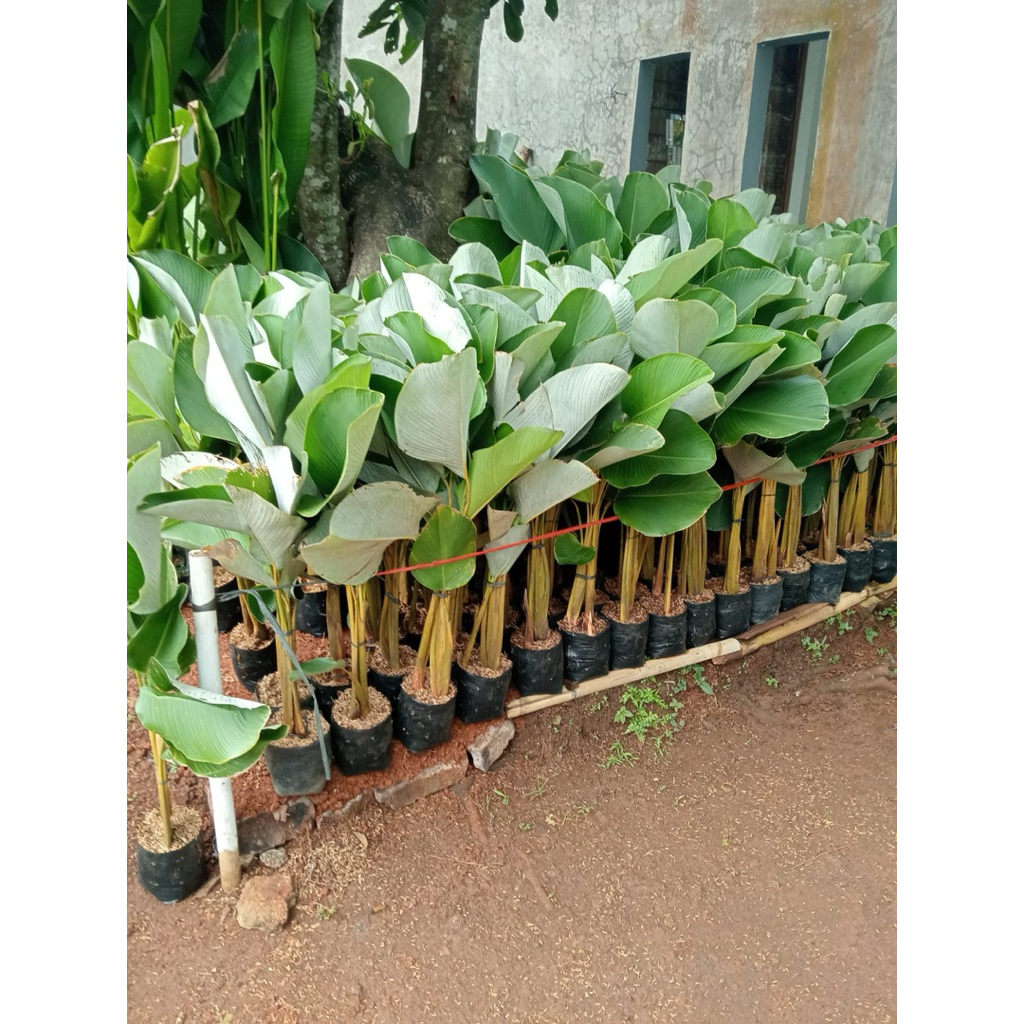 PISANG CALATHEA BEDAK / CALATHEA LUTEA