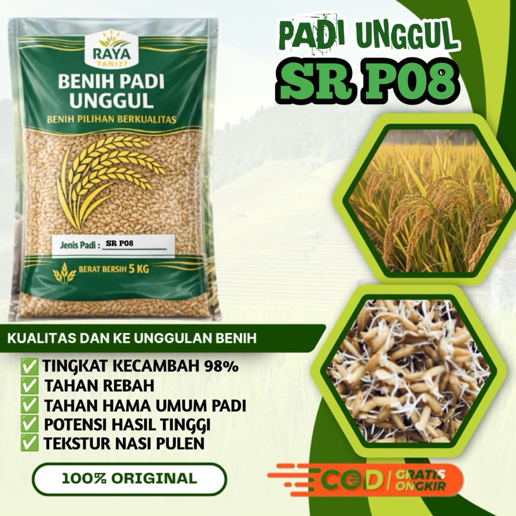 Benih padi bibit padi unggul SR P08 asli 100% kemasan 5kg Ultra genjah