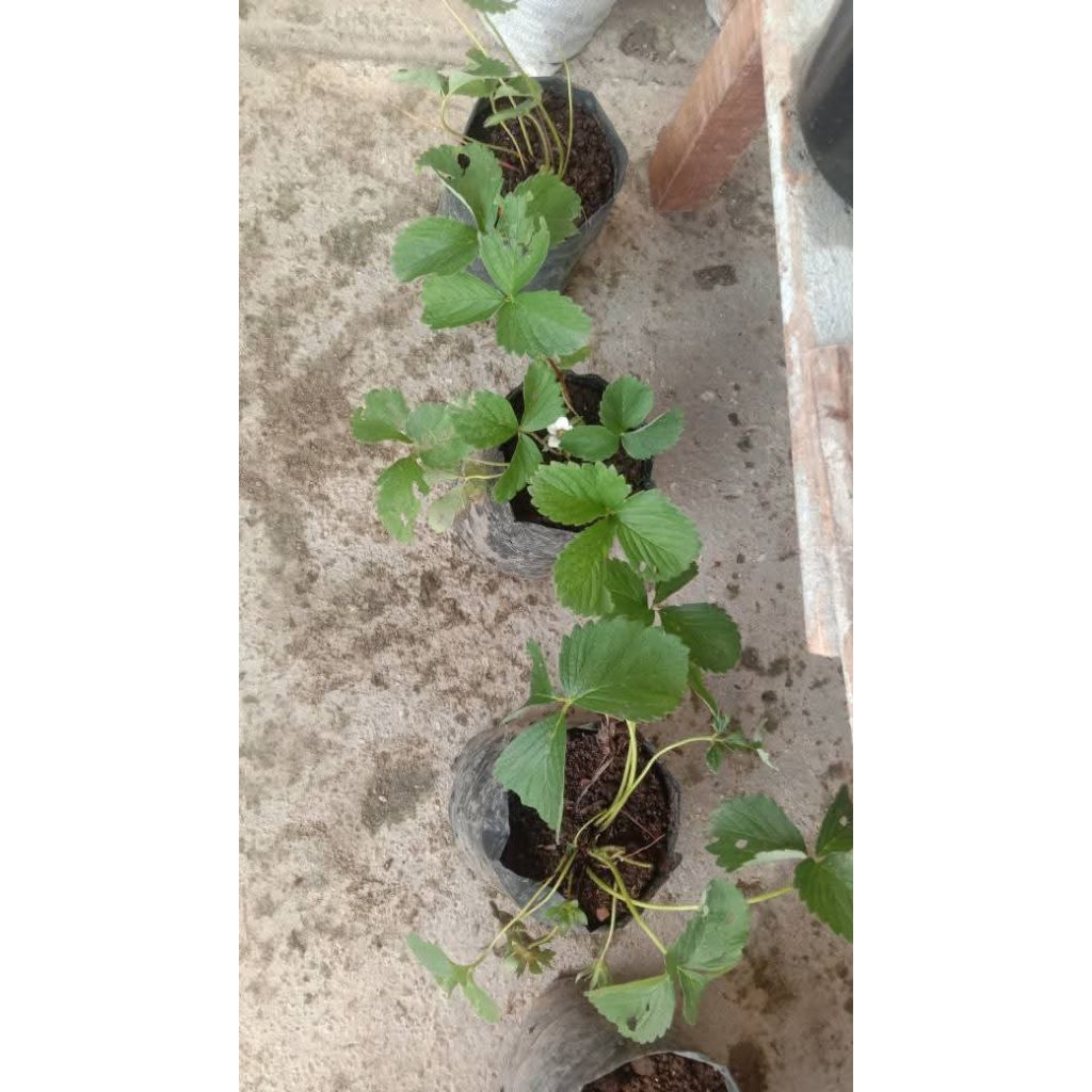 bibit strawberry import murah siap berbuah