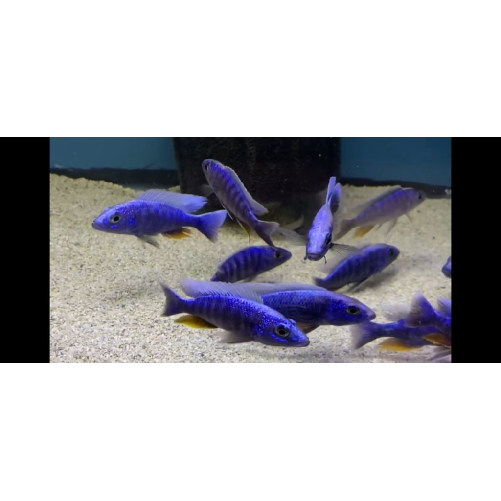 fiyeri/sciaenochromis/blue/Afrika/hap/ikan/alonocara