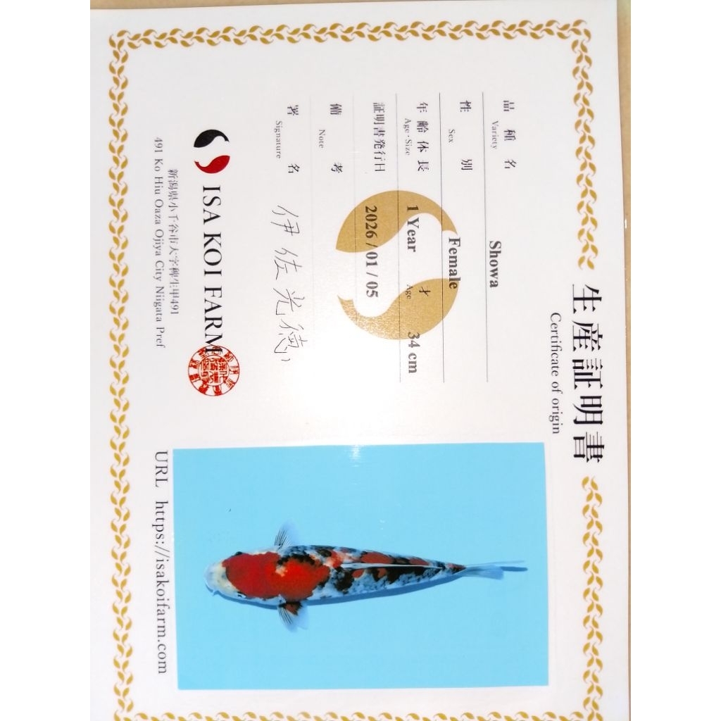 Ikan koi import sertifikat ISA jenis Showa 36cm