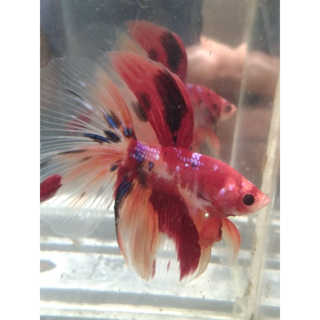 cupang HM multi size M