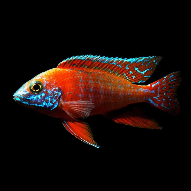 Ikanesia - Ikan Hias Red Rubin Cichlid 6-7 cm