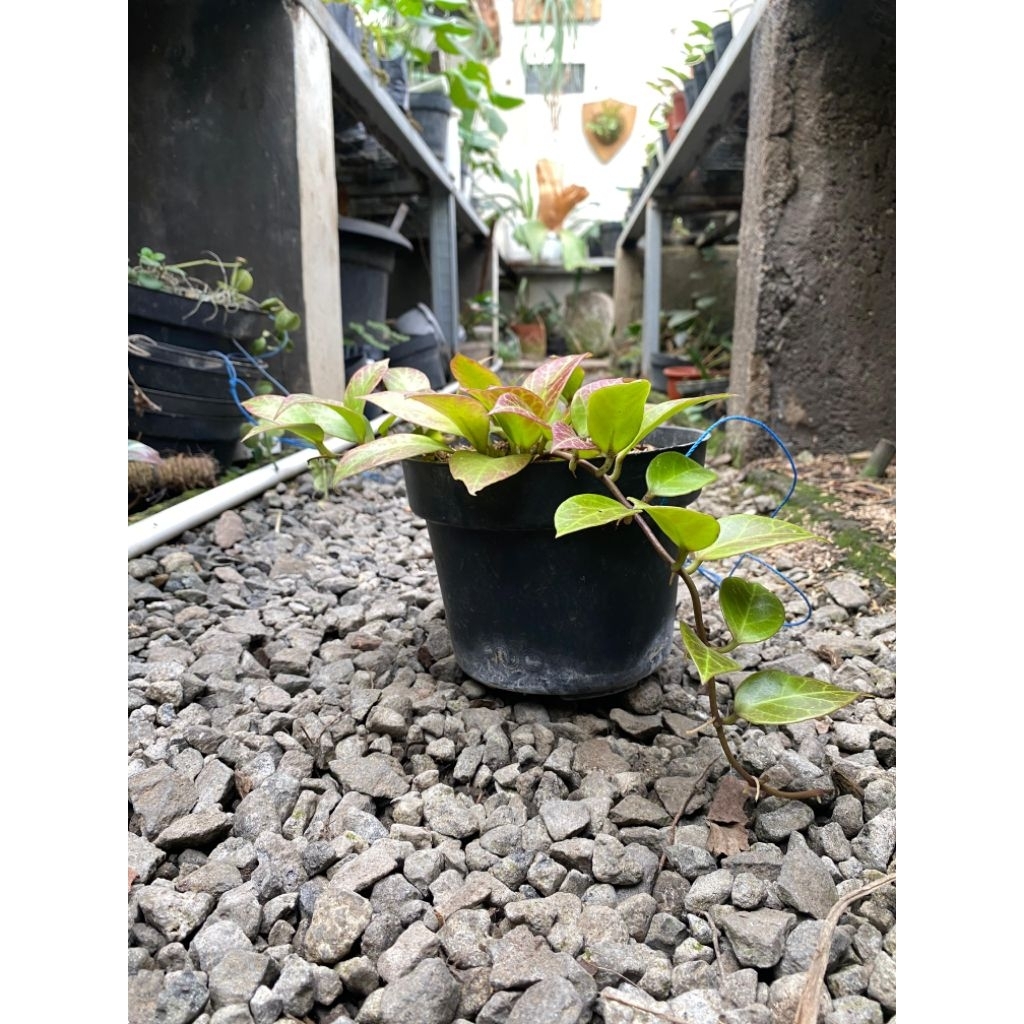 Tanaman Hoya Sunrise