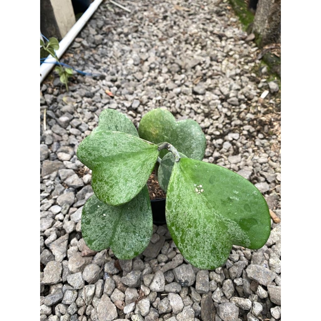 Tanaman Hoya Kerii Splash