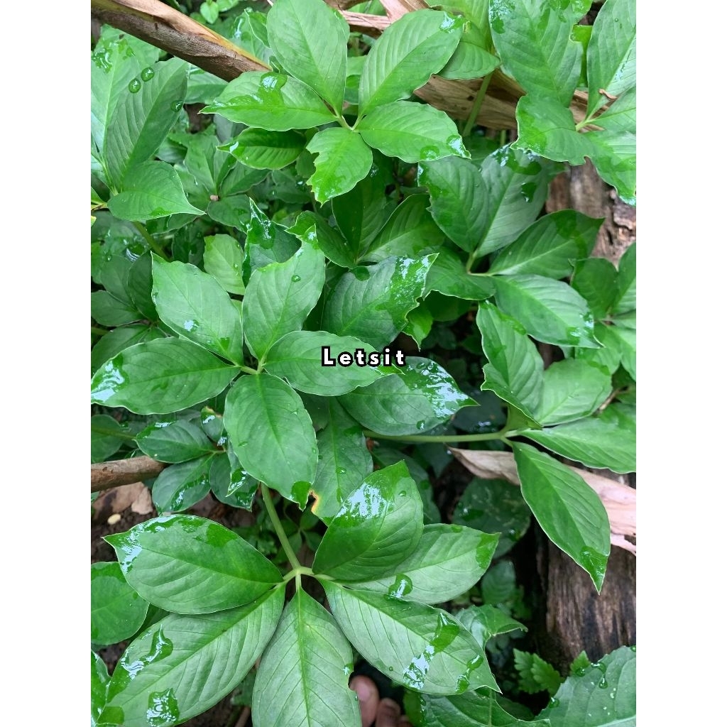 6 buah bibit porang benih iles murah