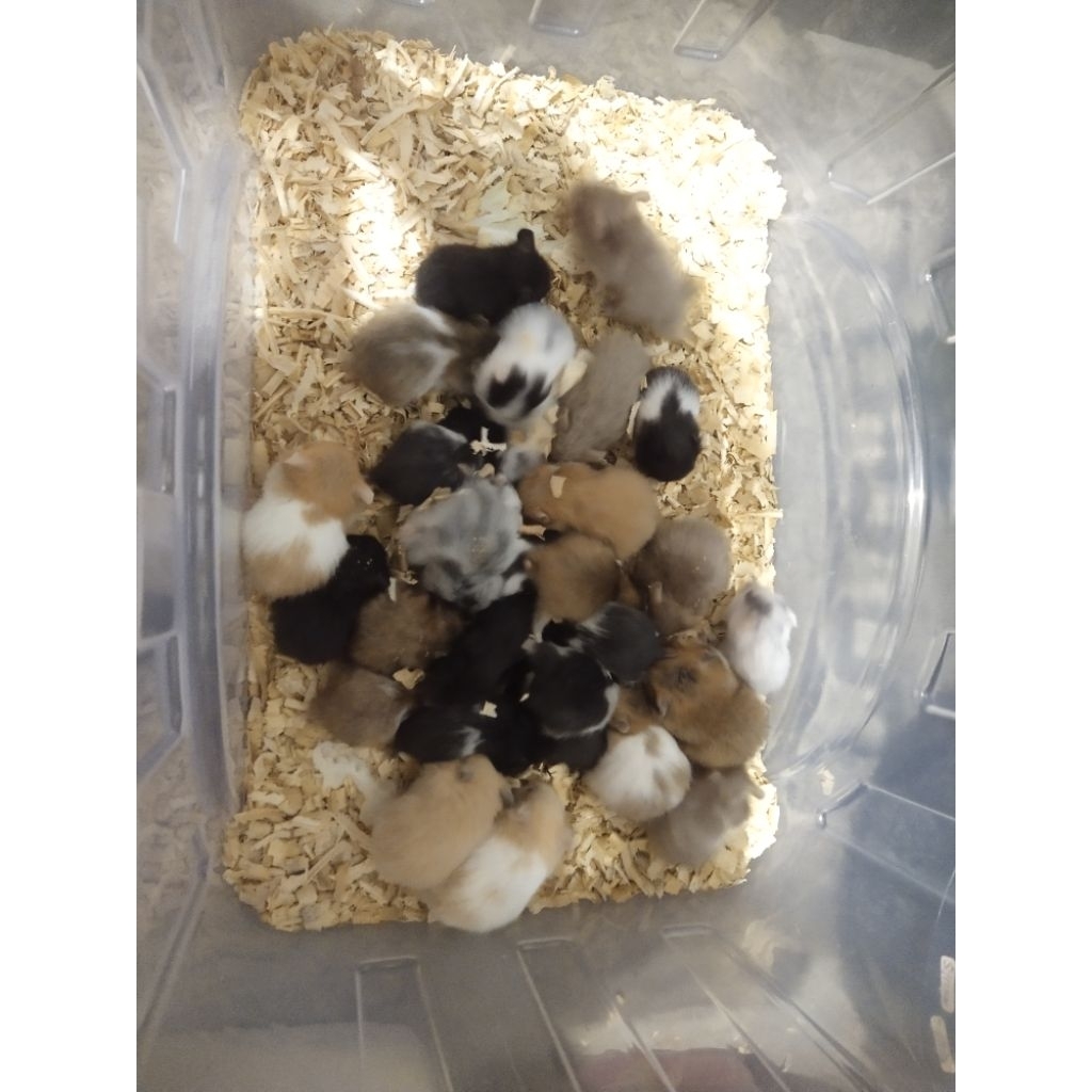 Hamster Syrian Termurah - Hamster Paket Lengkap Lucu Jinak  Gembul Dan Lincah