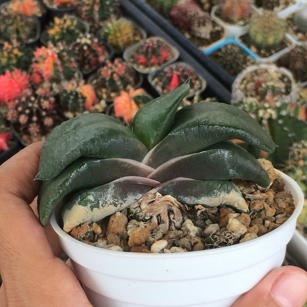 Gasteria armstrongii armstrongi armstrong  kaktus var kaktus tanaman hias hidup gurun hadiah gift ho