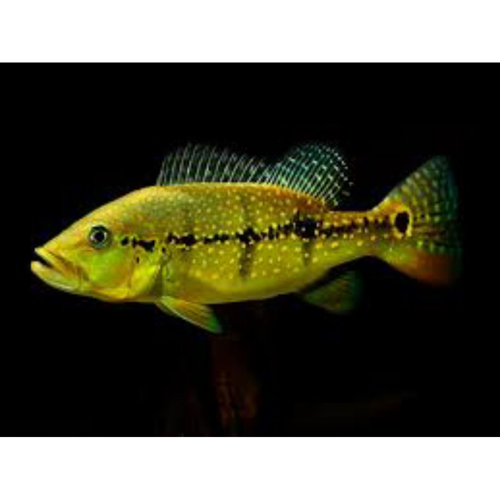 Hiasan Aquarium PBASS XINGU Size 8-11 cm//Asli Cek Deskripsi