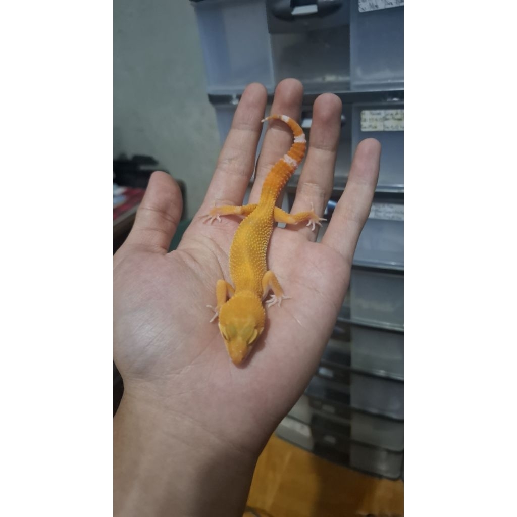 Leopard Gecko Female - Sunglow Tomato Line - Usia Juve Mulus Sehat Oren