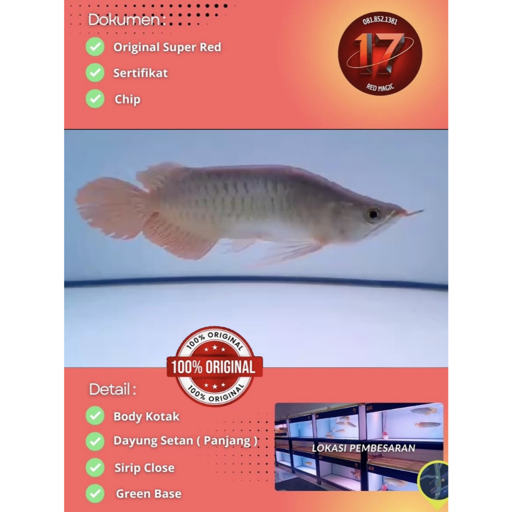 Arwana Super Red 30cm | Semi King | Genetik Induk Merah| SERTI dan CHIP Asli dan Lengkap GARANSI 100