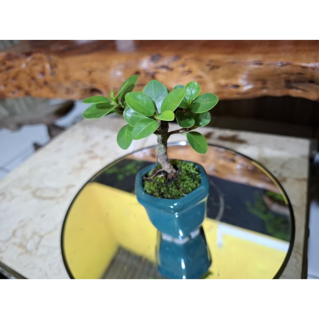 Bonsai Mini (hidup)