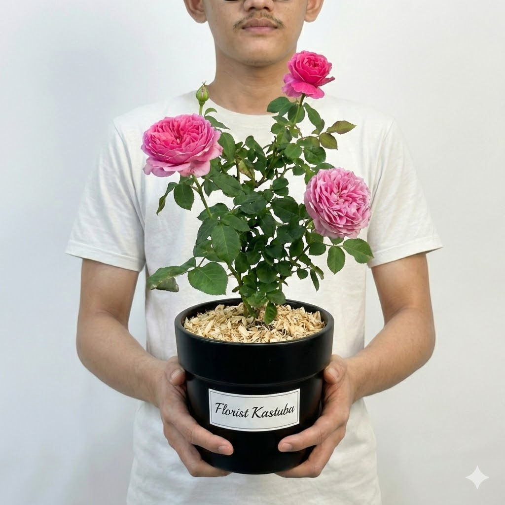 Tanaman hias bunga mawar import yuzen -rose yuzen plant