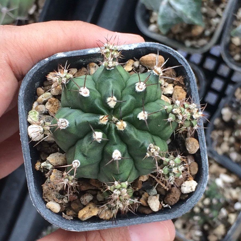 Gymnocalycium Mihanovichii Hybrid gymno miha mihanovichi jumbo kaktus tanaman hias hidup gurun duri 