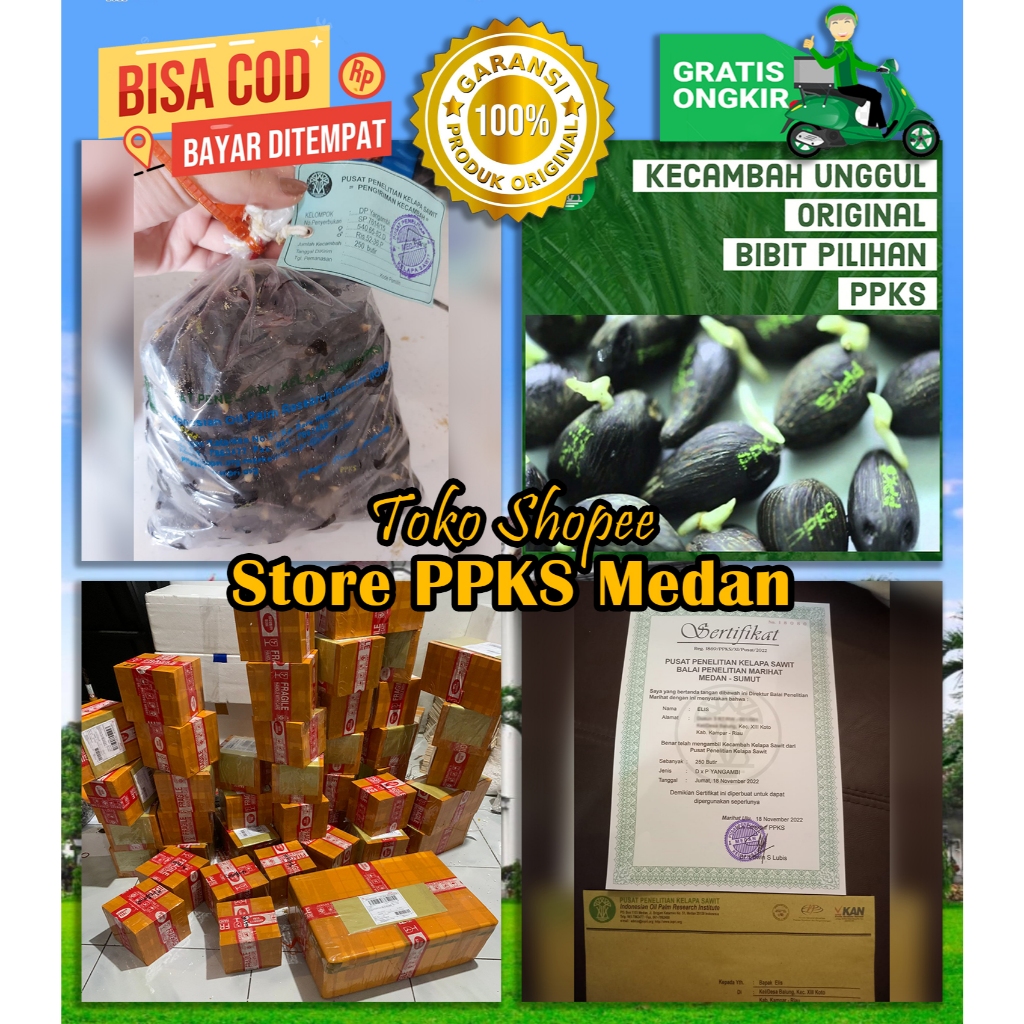 PPKS DxP Yangambi Unggul Sudah Dapat SERTIFIKAT