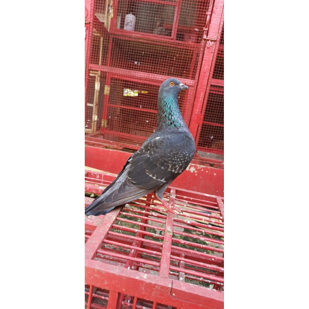 Merpati Kolong Bebas Sepasang