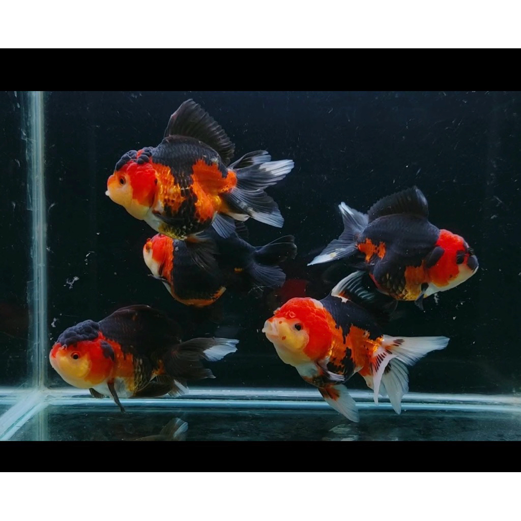 koki 3color tiga warna murah banget