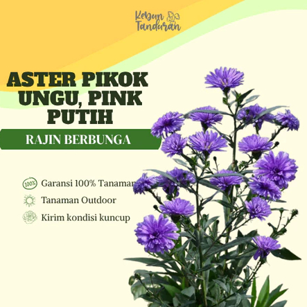 (KTM) Bibit Aster Pikok Ungu Putih Pink Cantik | Tanaman Hias Bunga Aster Mini Siap Tanam Outdoor