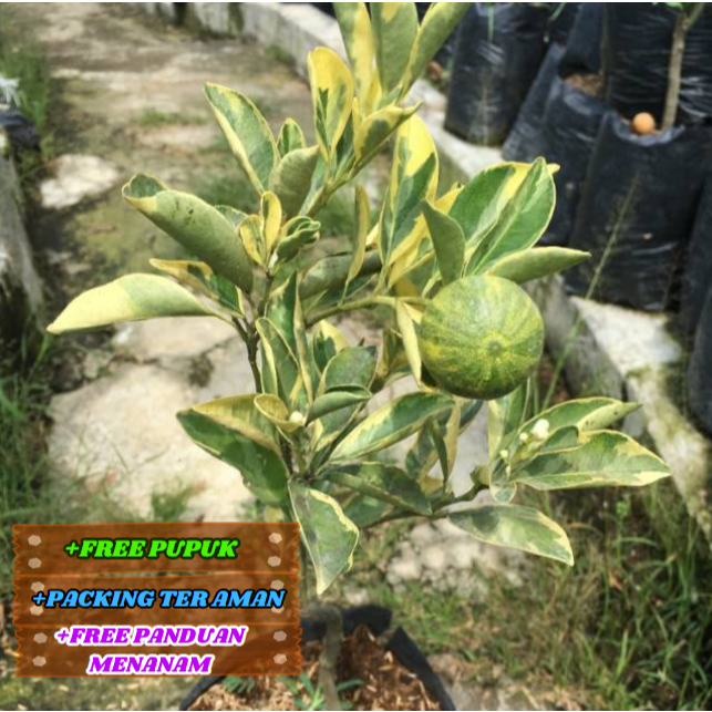 Bibit / Pohon Jeruk Kasturi Varigata  Super Unggul
