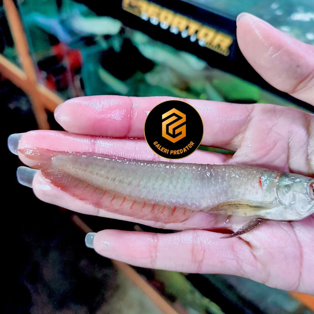 ARWANA SILVER RED SERAT MERAH