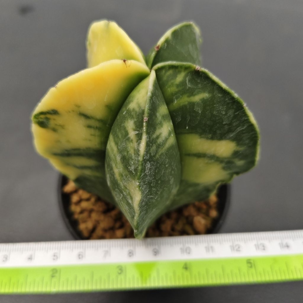 Tanaman Kaktus Astrophytum myriostigma variegata