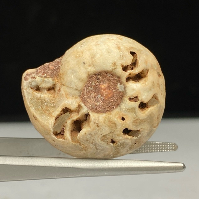 12Gr Fosil Ammonite - Natural Ammonite Full Suture