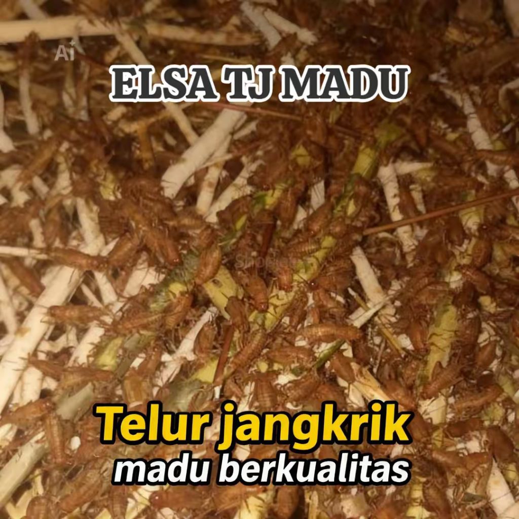 TELUR JANGKRIK MADU KUNYIT 1kg full kuning