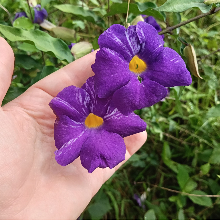 Bibit stek cutting bunga thunbergia 20 cm tanaman hias
