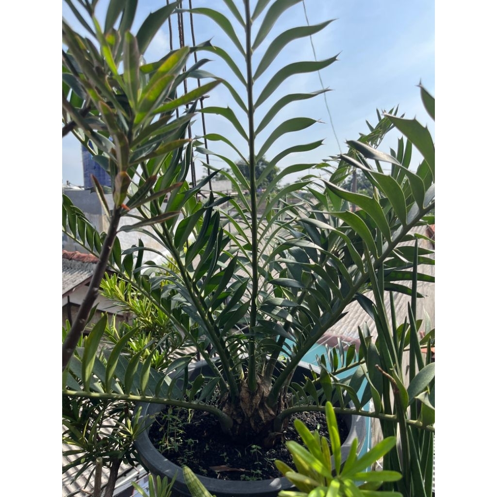 Tanaman purba Encephalartos Ferox cakep besar rimbun