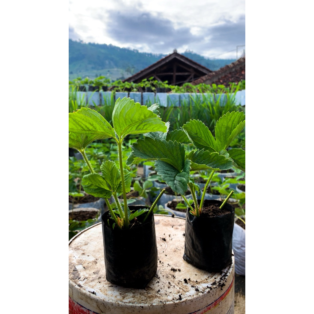 BIBIT strawberry variety SAGAHONOKA 100% SAGAHONOKA