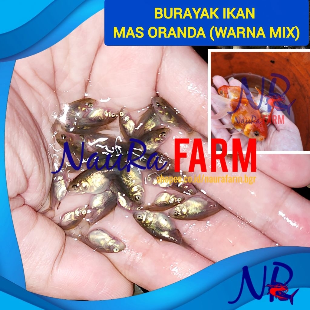 40 ekor READY BANYAK Bibit Burayak Ikan Mas Koki Oranda Premium XS umur 3 minggu 100% SESUAI FOTO