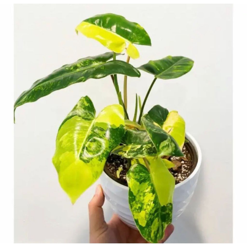 Tanaman Hias Philodendron Variegata - Brekele Variegata