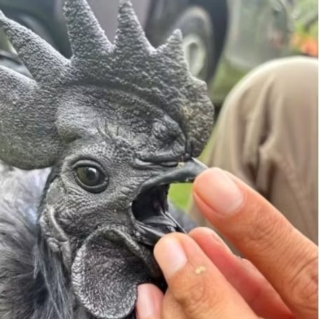 Telur Ayam Hias Cemani Lidah Hitam