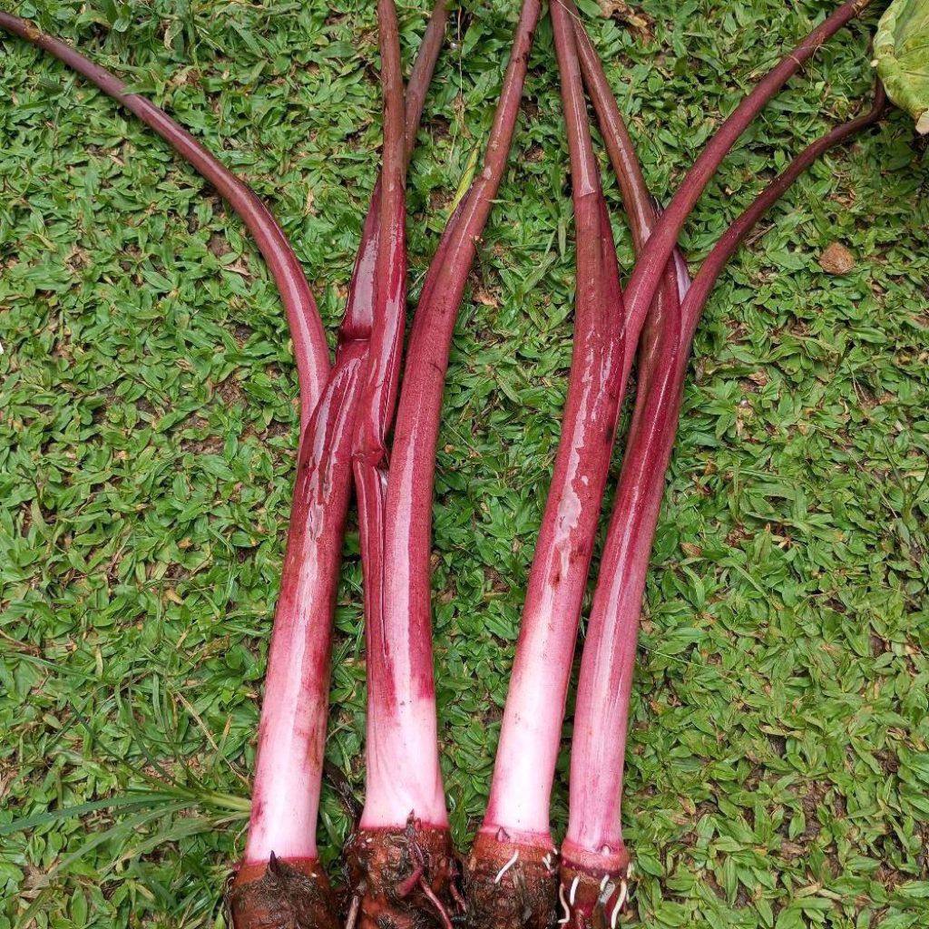 bibit pohon talas merah bogor asli super besar lembut pulen sedang viral isi 10 pohon