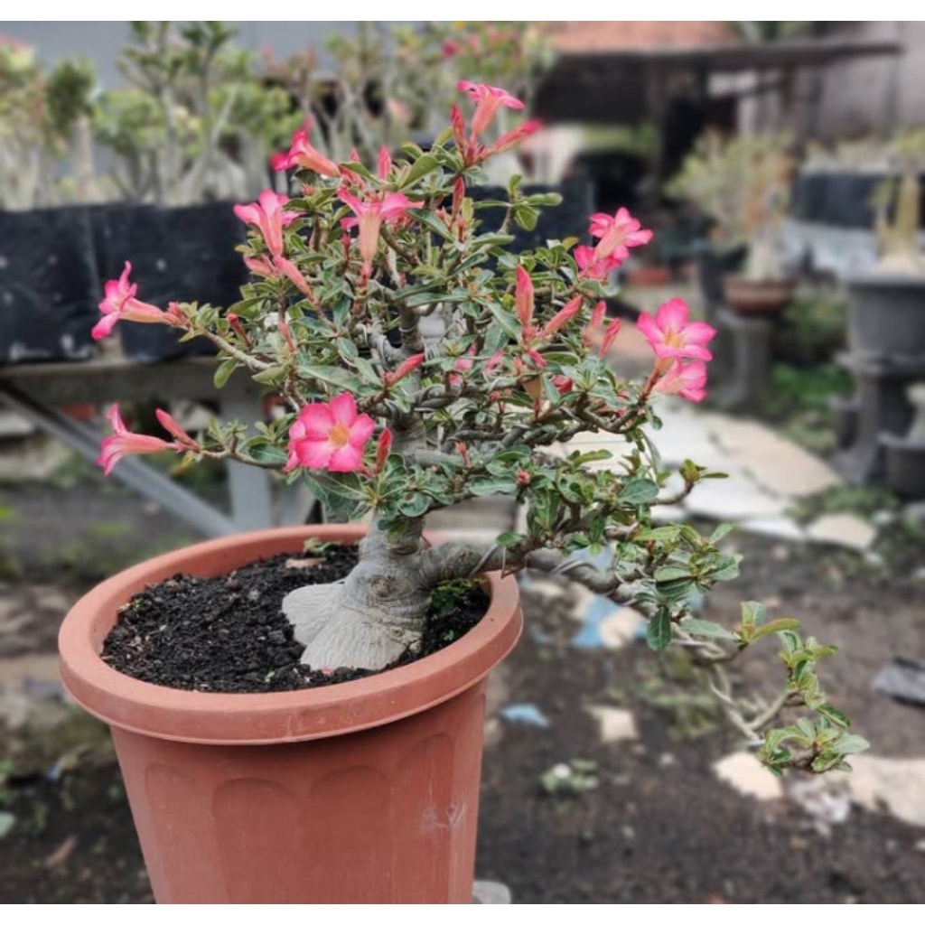 Promo tanaman hias bunga  Adenium Obesum mawar gurun, Adenium Arabicum batang kokoh, Adenium Somalen