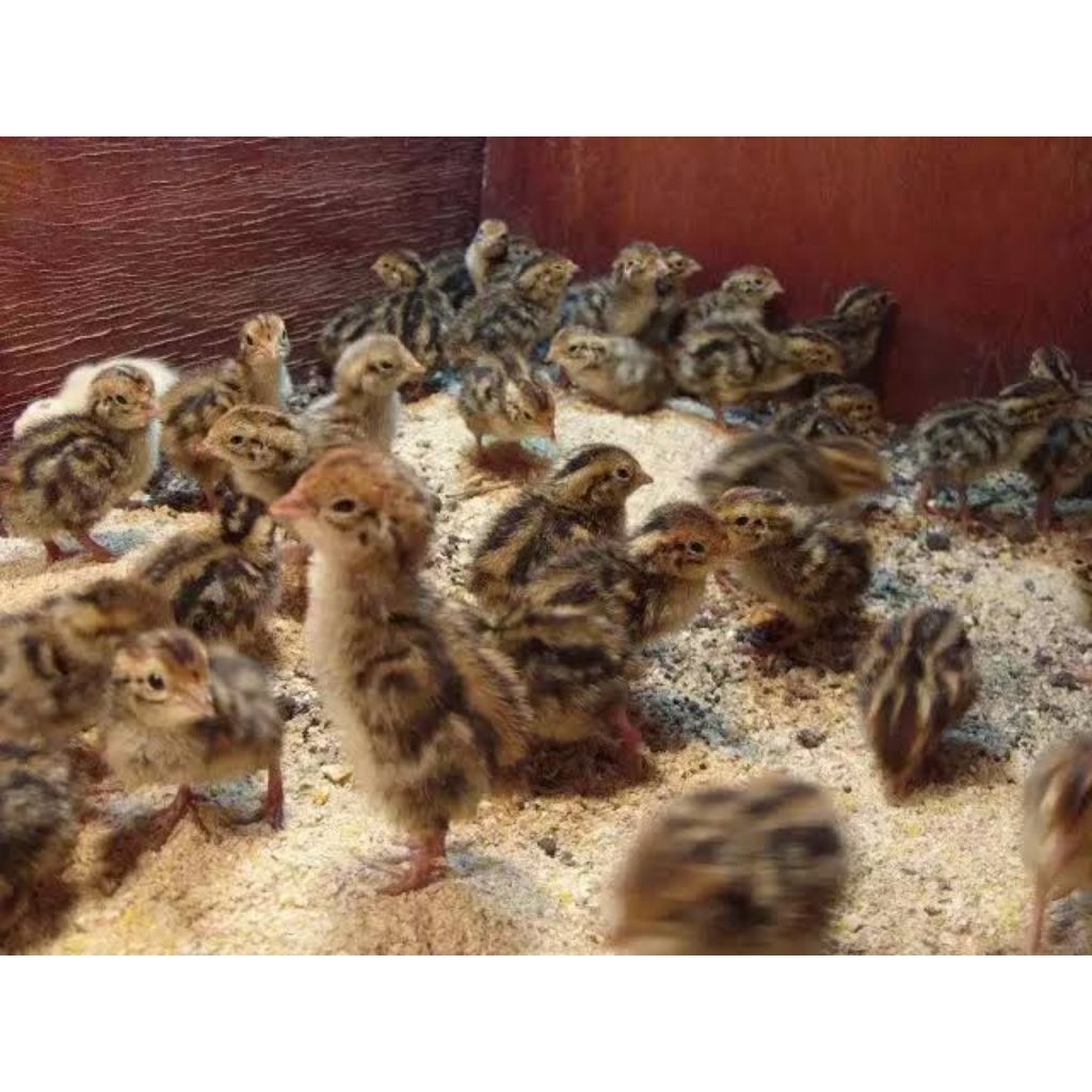 Doq Puyuh Petelur Usia Up 7 Hari | Jenis Kelamin Acak Karena Penjual Nggak Bisa Membedakan Jantan & 