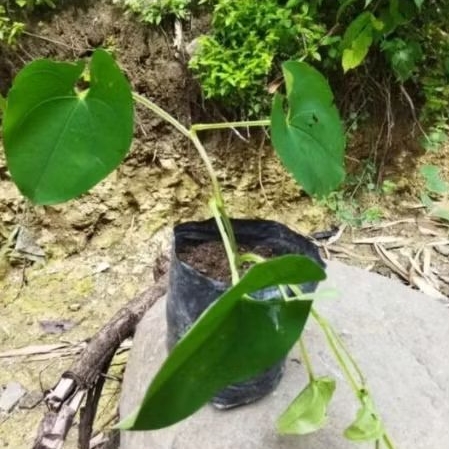 Bibit Umbi Uwi Putih / Bibit Uwi Putih