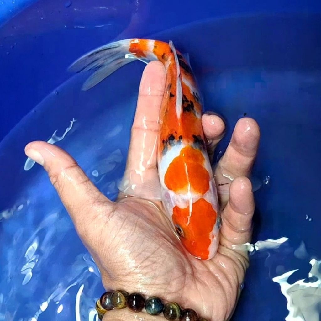 Ikan Koi Blitar Jenis Sanke / Rumah Koi Jakarta / kode 0035