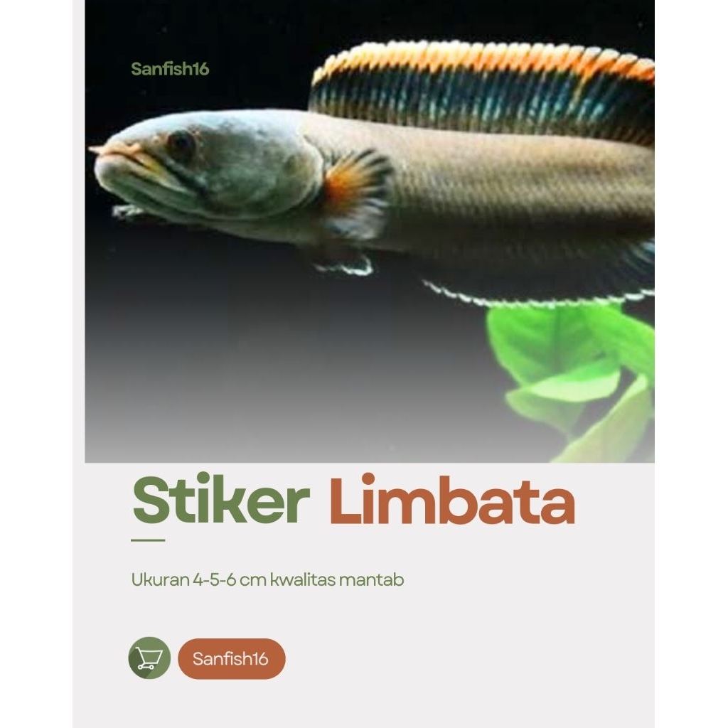 Channa Limbata CB - Rim Merah, Size Baby 5-6cm