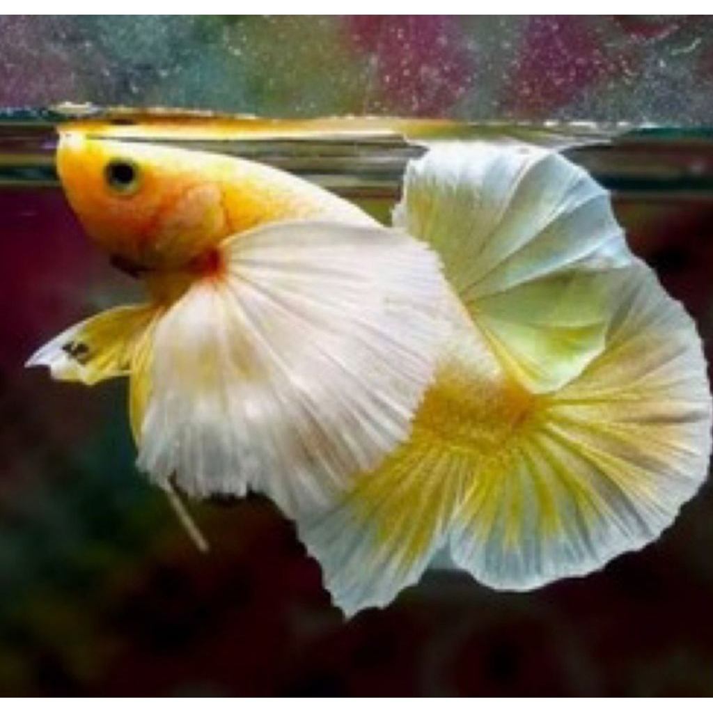 ikan cupang 1jodoh dombo ear super gold. soft gold THAILAND TOP GRED A++ VVIP. jantan dan betina siz