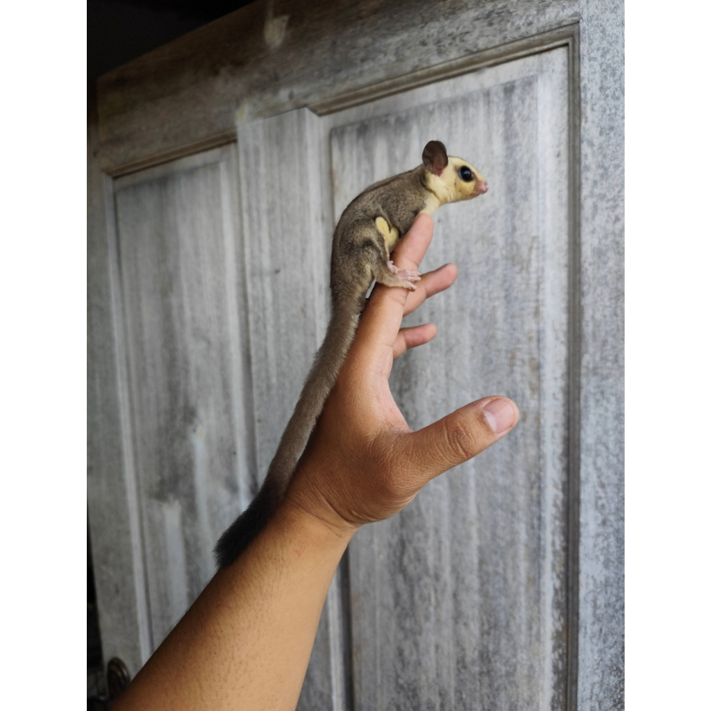 Sugar Glider (Wupih Sirsik / Tupai Terbang) White Face