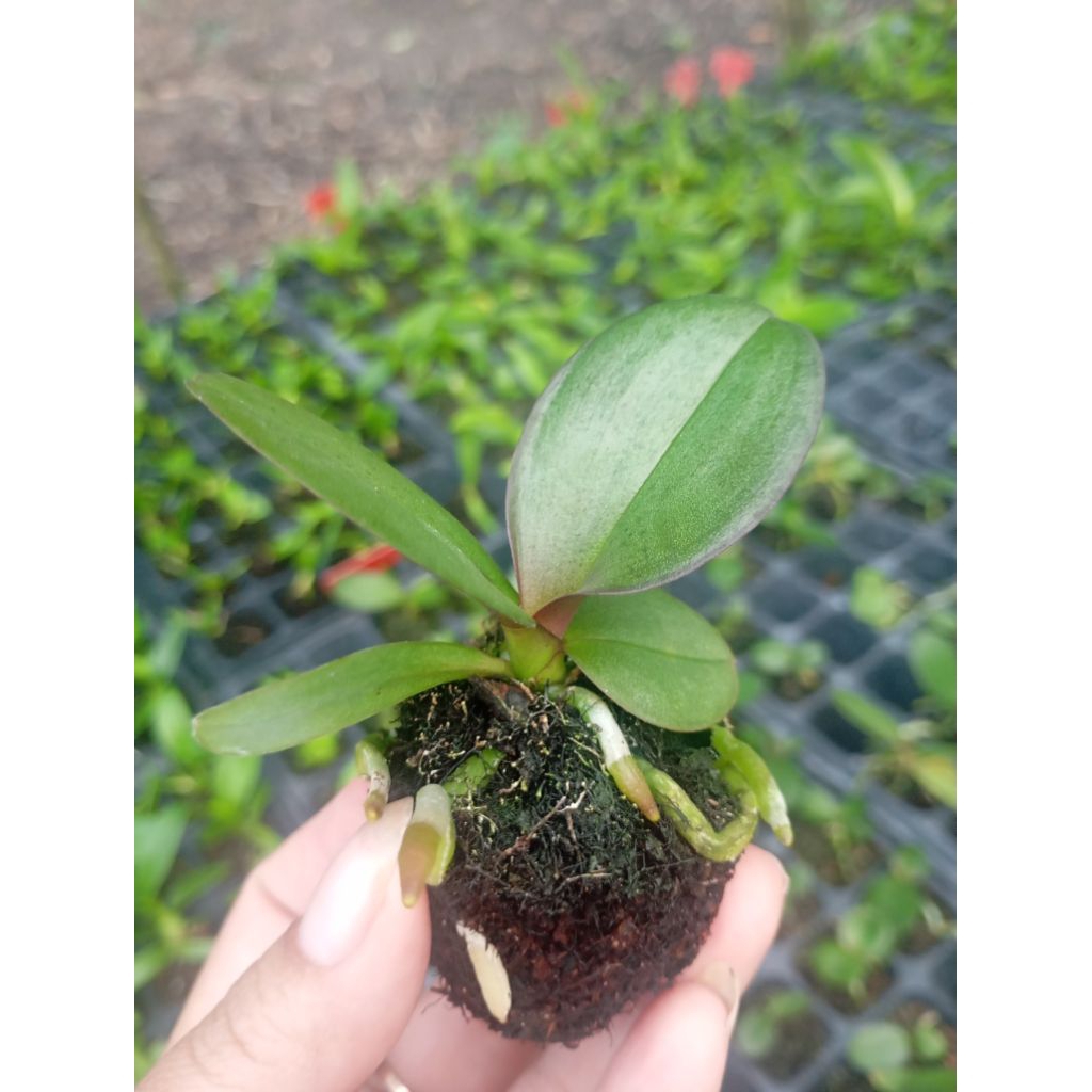 dendro sledingan 100 rb dapat 5