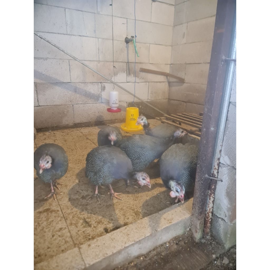 Ayam mutiara jantan betina