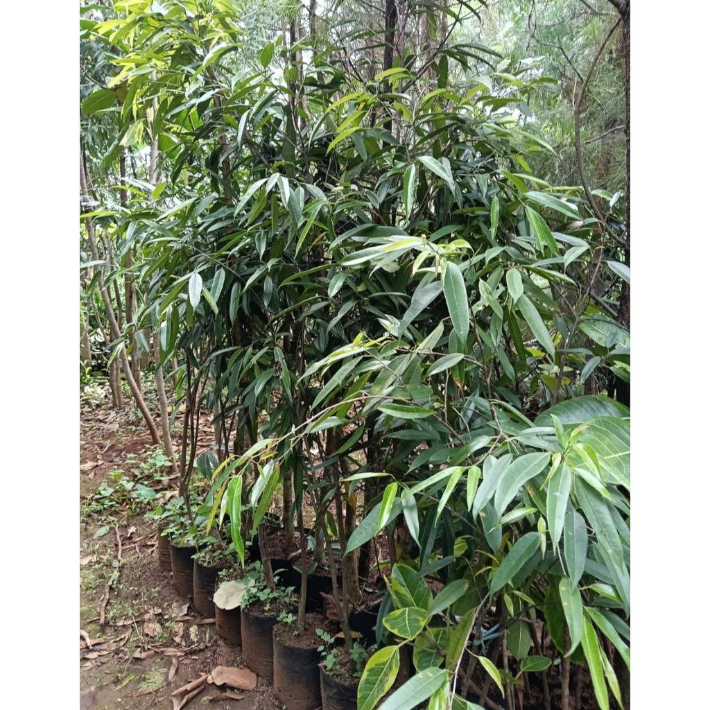 pohon beringin keraton tinggi 1.5