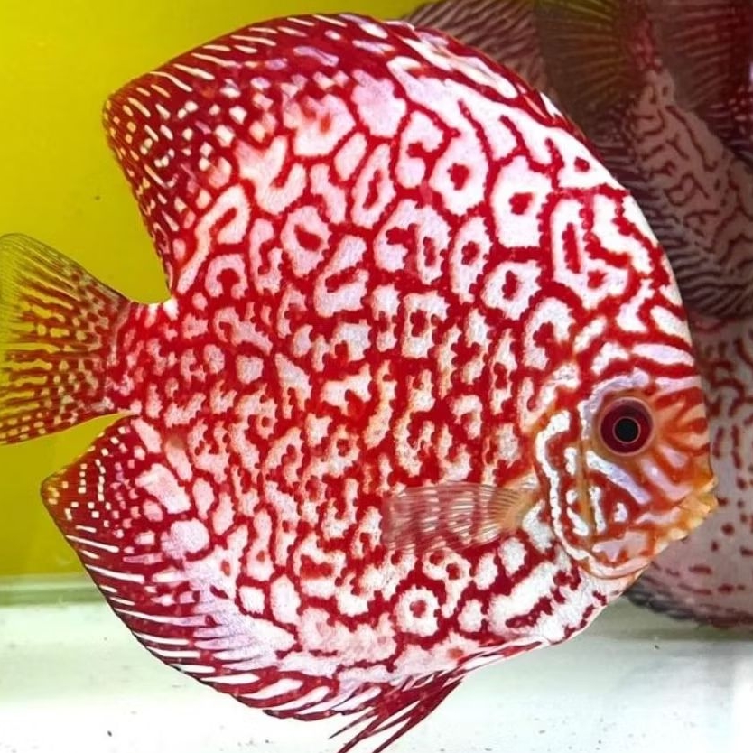 Discus Aquascape Pigeon Jaguar ikan hias aquarium