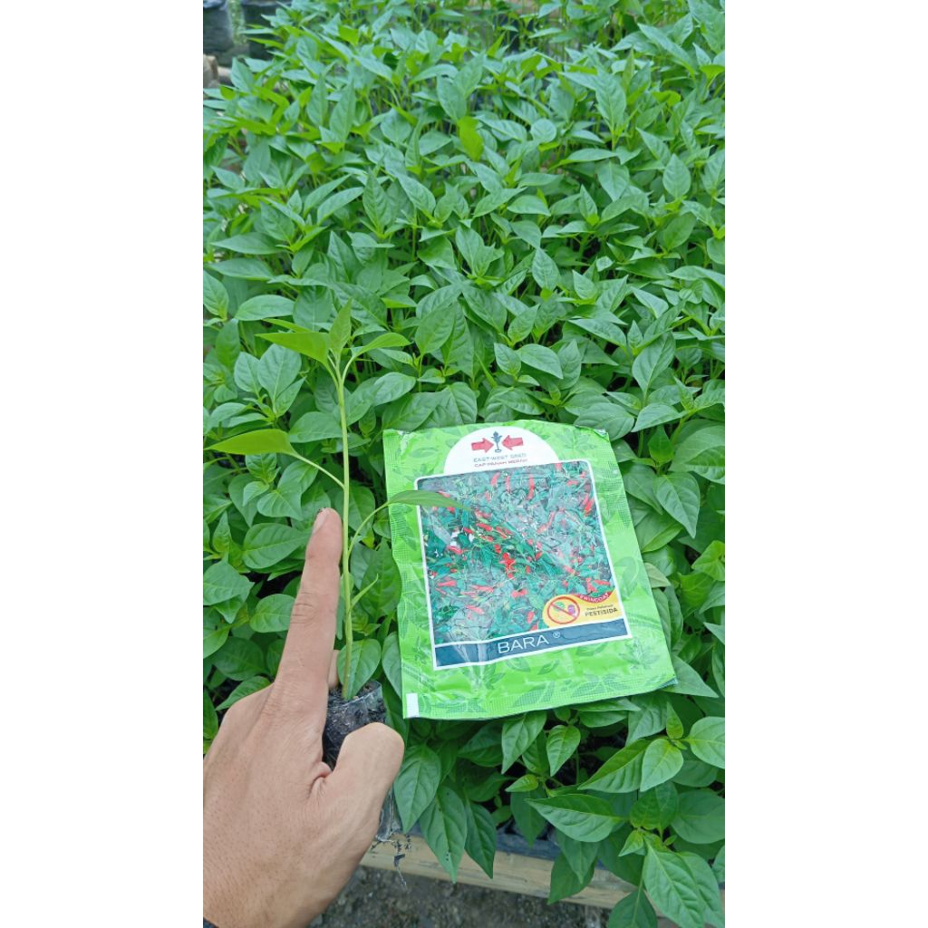bibit cabai rawit hijau