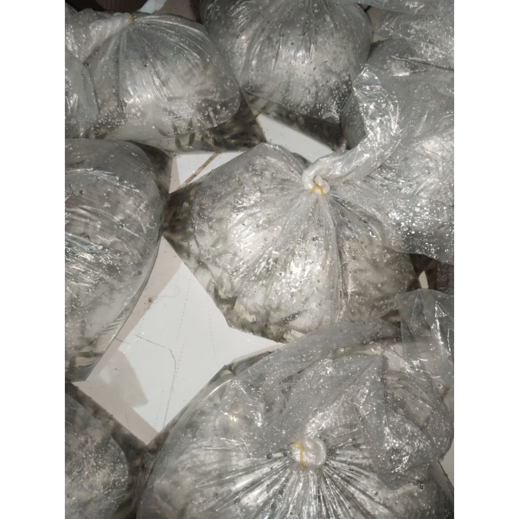 UDANG HIDUP PER BALL SEGAR/PAKAN PREDATOR/PAKAN ARWANA CHANNA